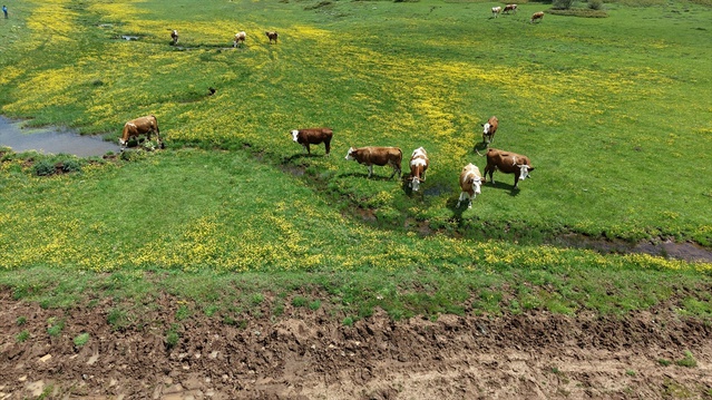 Yapraklı Yaylası’nda Düğün Çiçekleri Açtı