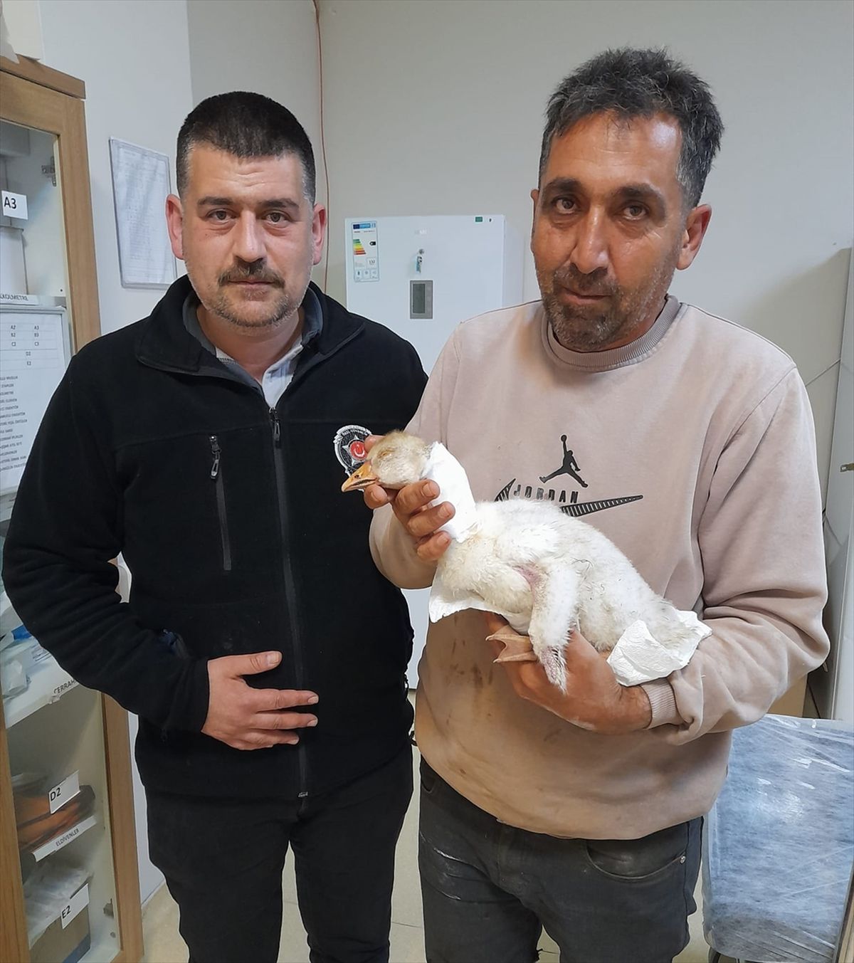 Atmaca Saldırısı Kaz Yavrusu Yaraladı