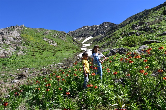 Hakkari’de Ters Laleler Açtı