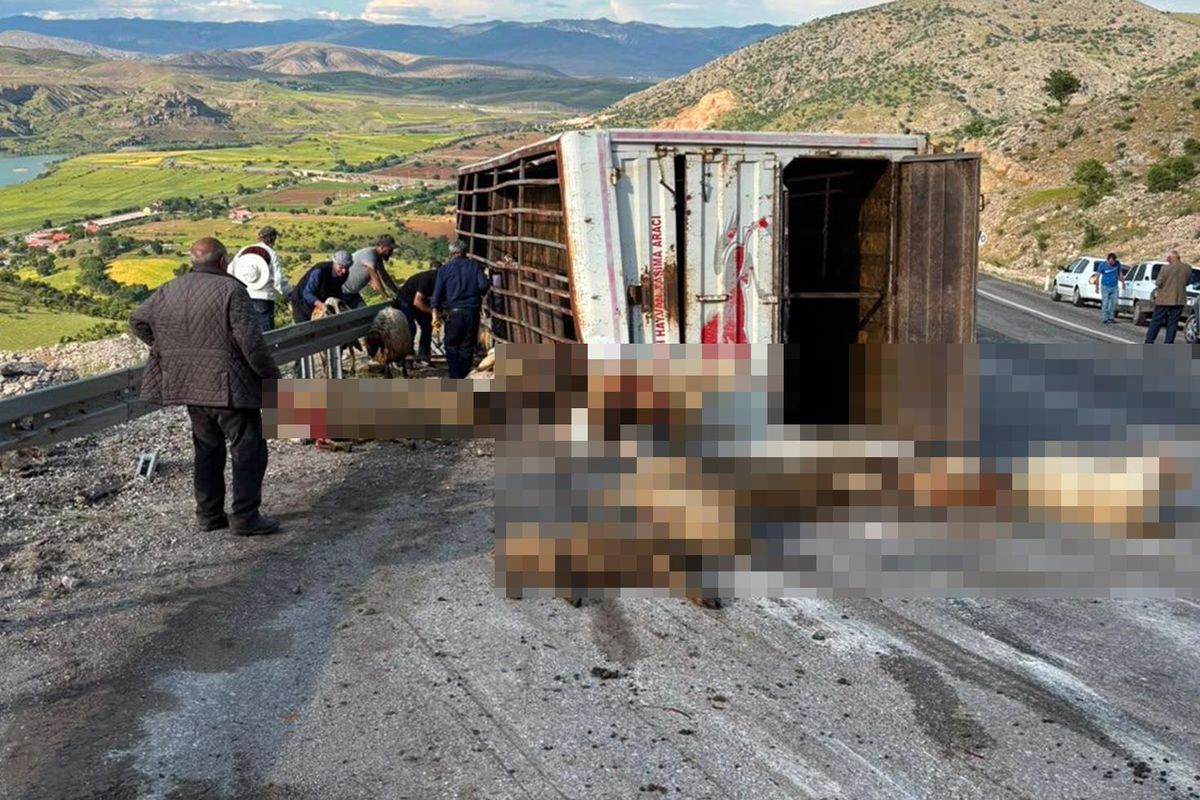 Canlı hayvan taşıyan kamyon kaza yaptı, koyunlar telef oldu