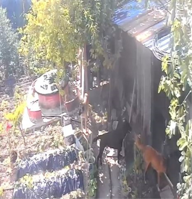 Kümese giren sokak köpekleri dehşet saçtı