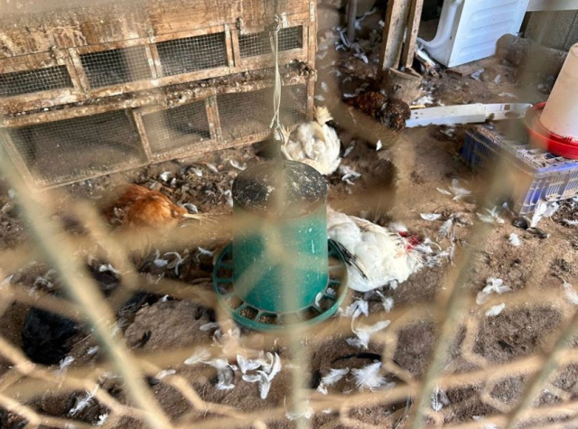 Kümese giren sokak köpekleri dehşet saçtı