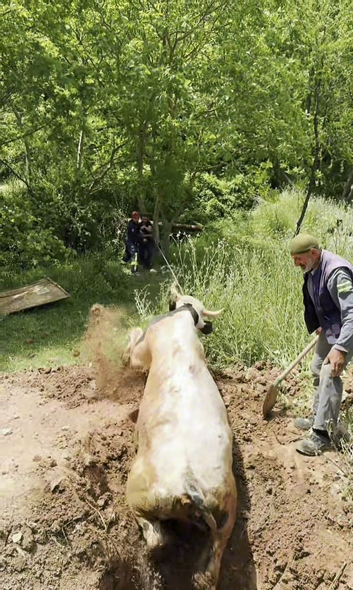 Kuyuda Mahsur Kalan Boğa Kurtarıldı