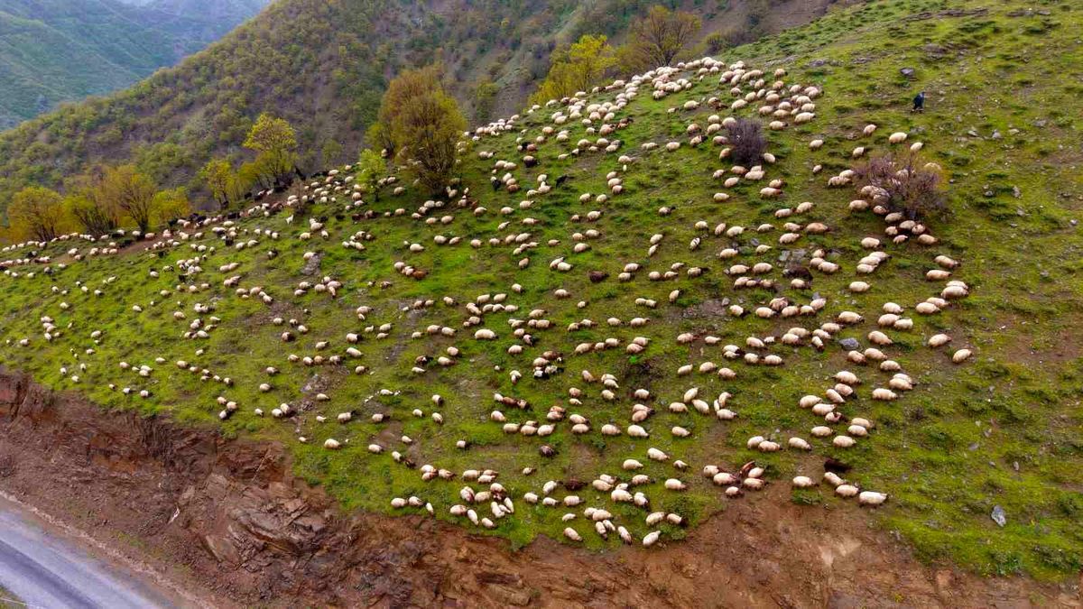 Muş\'ta Besicilerin Yayla Dönüşü Başladı