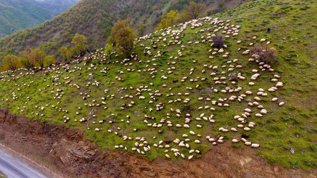 Muş'ta Besicilerin Yayla Dönüşü Başladı
