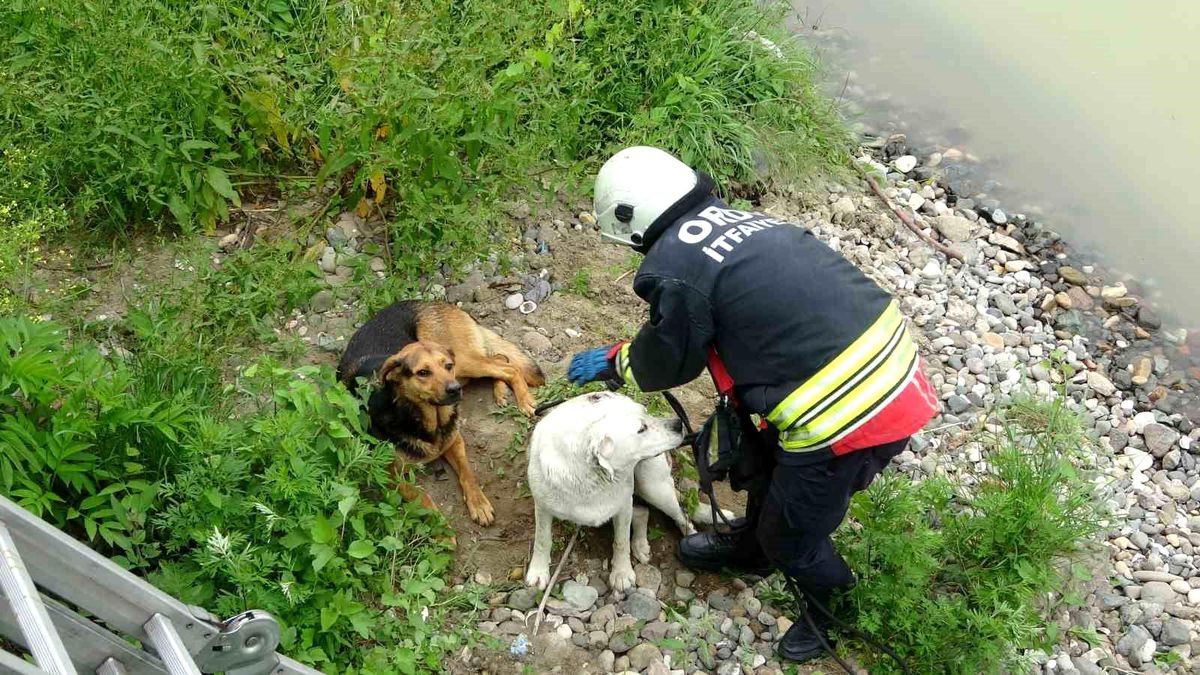 Ordu\'da ırmak yatağında mahsur kalan köpekleri itfaiye kurtardı