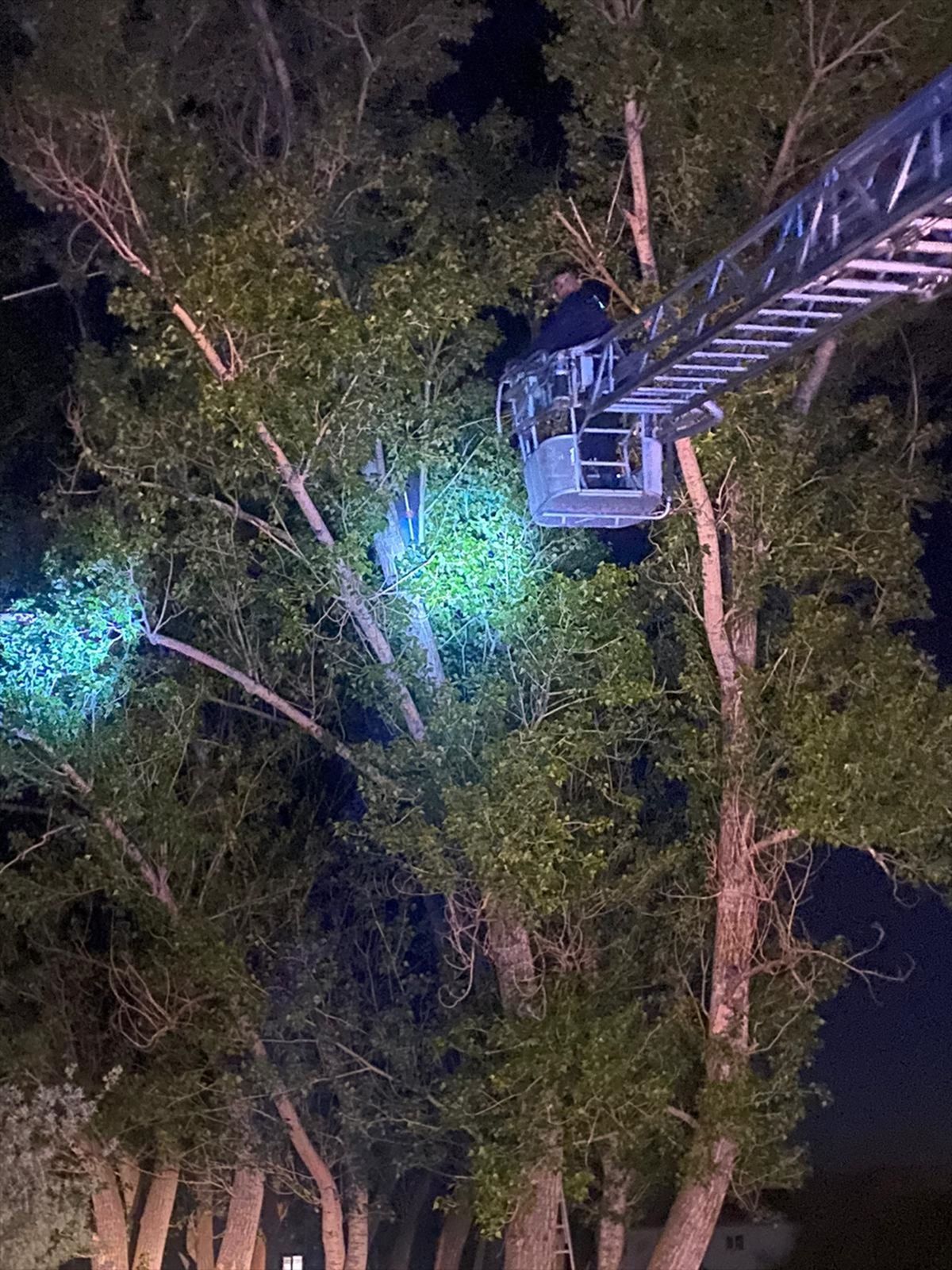 Dronunu Almaya Çıkan Kişi Ağaçta Mahsur Kaldı