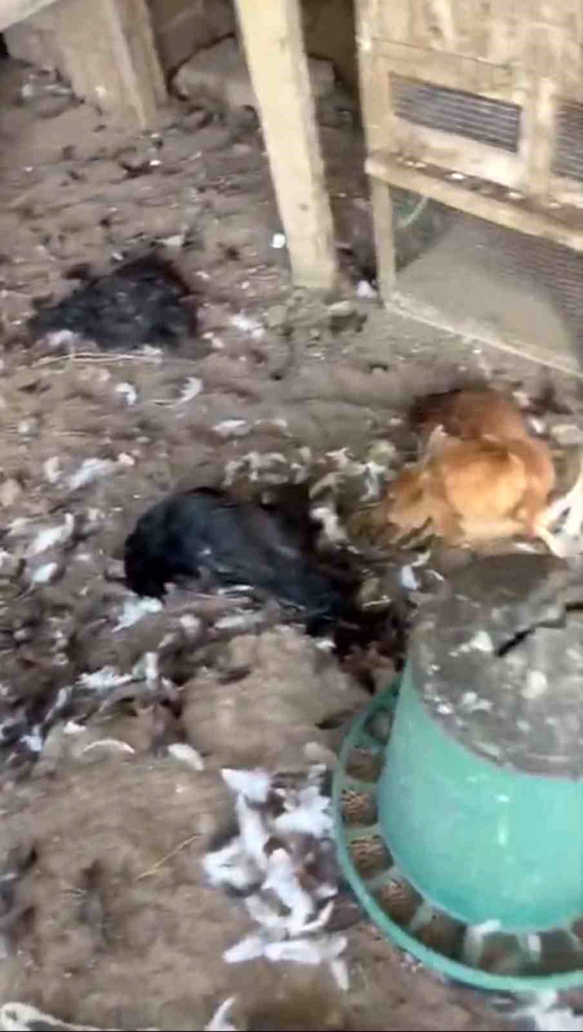 Mudanya\'da Sokak Köpekleri Tavukları Telef Etti