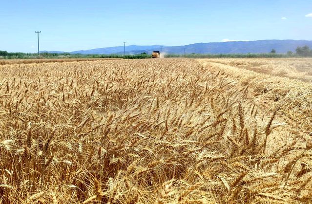 Söke'de Buğday Hasadı Devam Ediyor