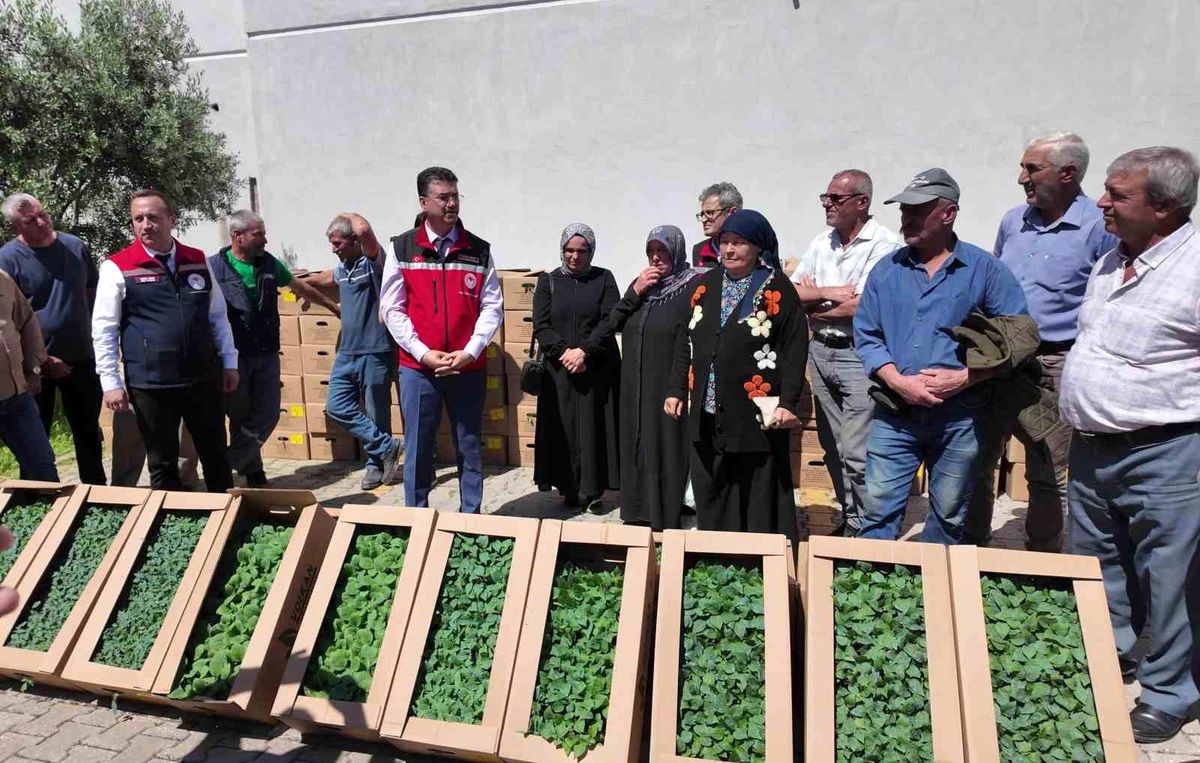 Tekirdağ\'da 256 Bin Fide Dağıtıldı