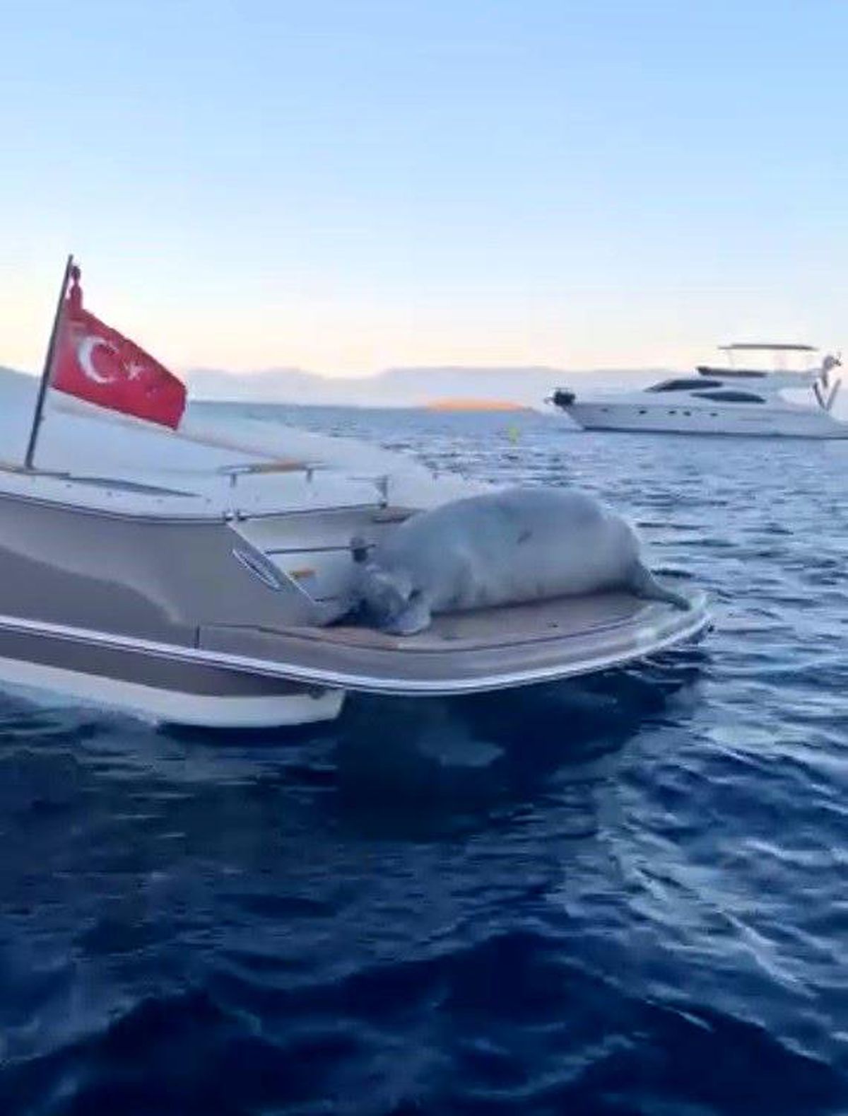 Bodrum\'da Fok Motoryatta Dinlendi
