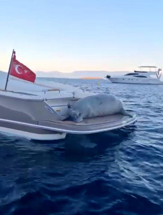 Bodrum'da Fok Motoryatta Dinlendi