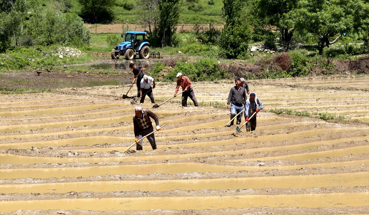 Bitlis\'te Geleneksel Pirinç Üretimi