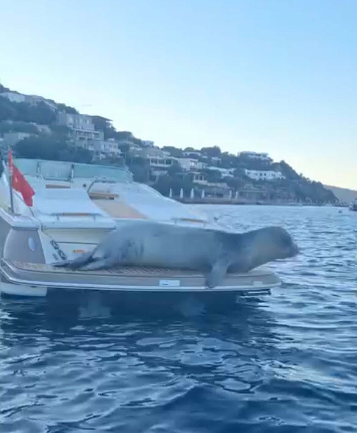 Bodrum\'da Akdeniz Foku Motoryata Çıktı