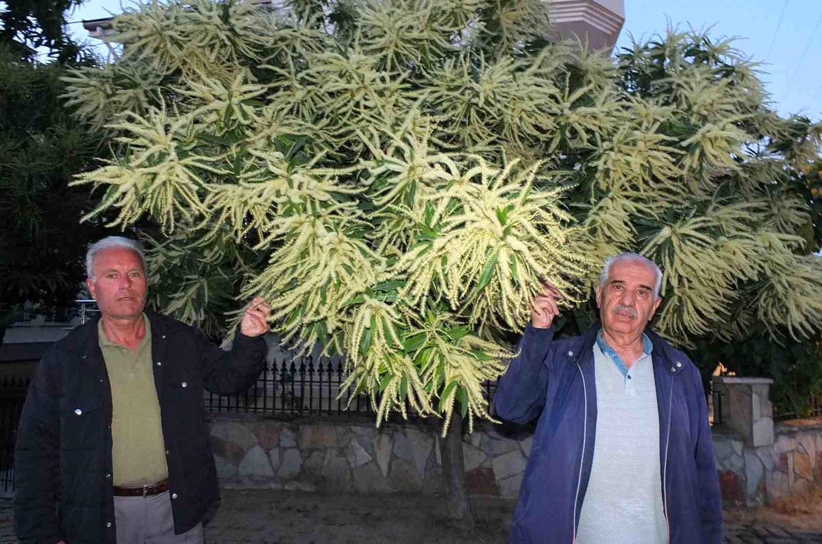 Burhaniye\'de Kestane Ağaçları Erken Çiçek Açtı