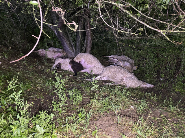 Bursa'da yıldırım düştü, 6 koyun öldü