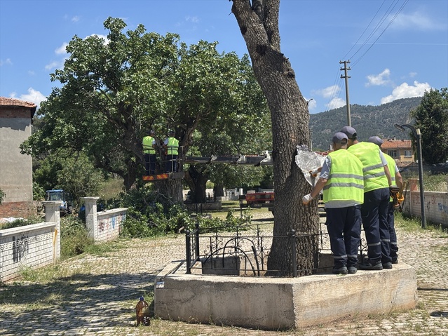 Menengiç Ağaçlarına Bakım
