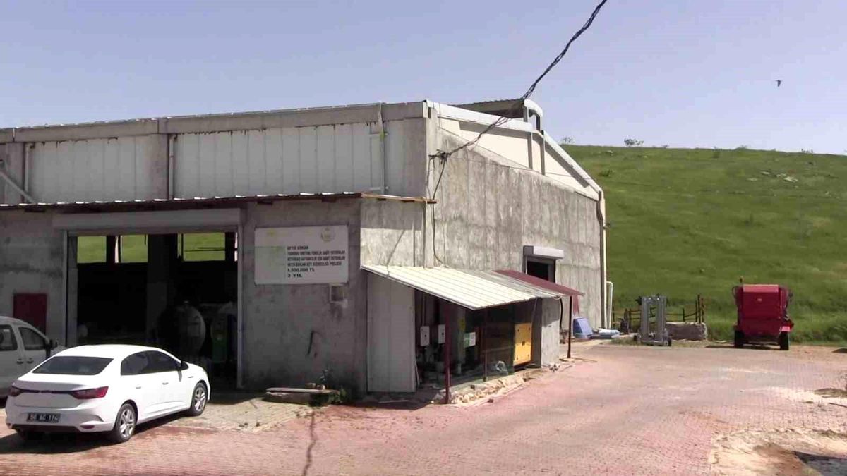 Siirt\'te Modern Süt Sığırcılığı Başarısı