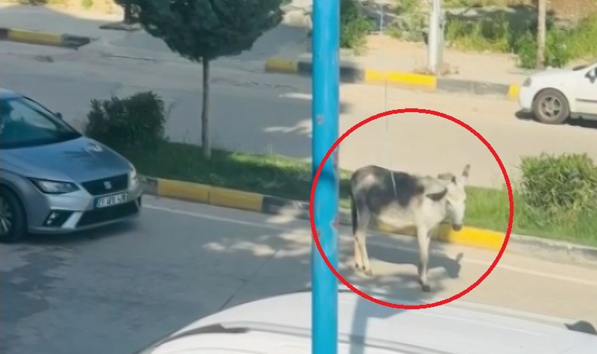 Diyarbakır\'da Başbaşı Boş Eşek Trafikte Aksamalara Neden Oldu