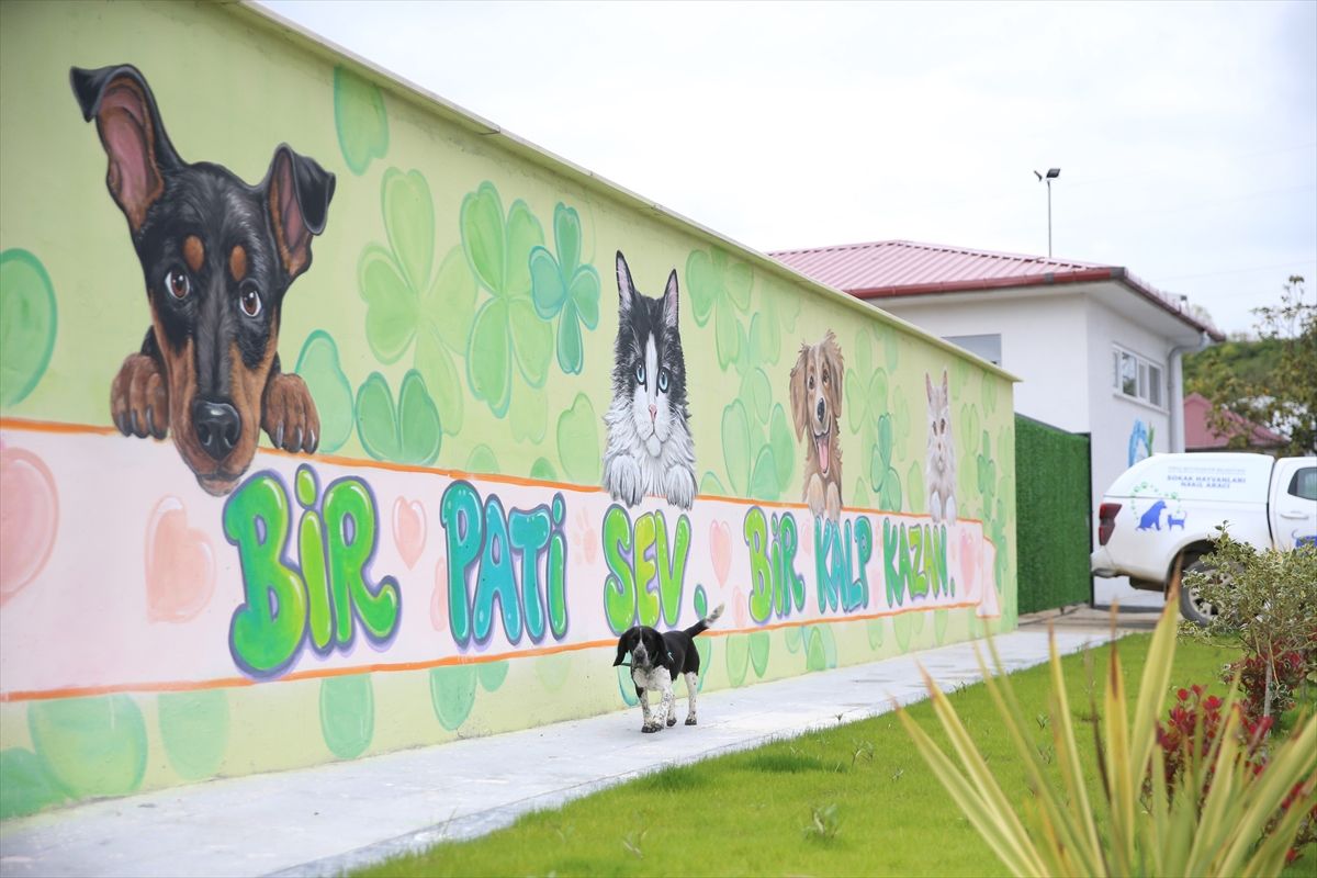 Ordu\'da Sokak Hayvanlarına 7 Yılda 25 Bin Tedavi