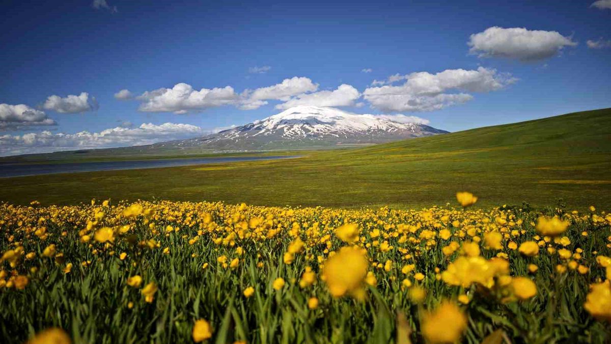 Sütey Yaylası\'nda Sarı Düğün Çiçekleri