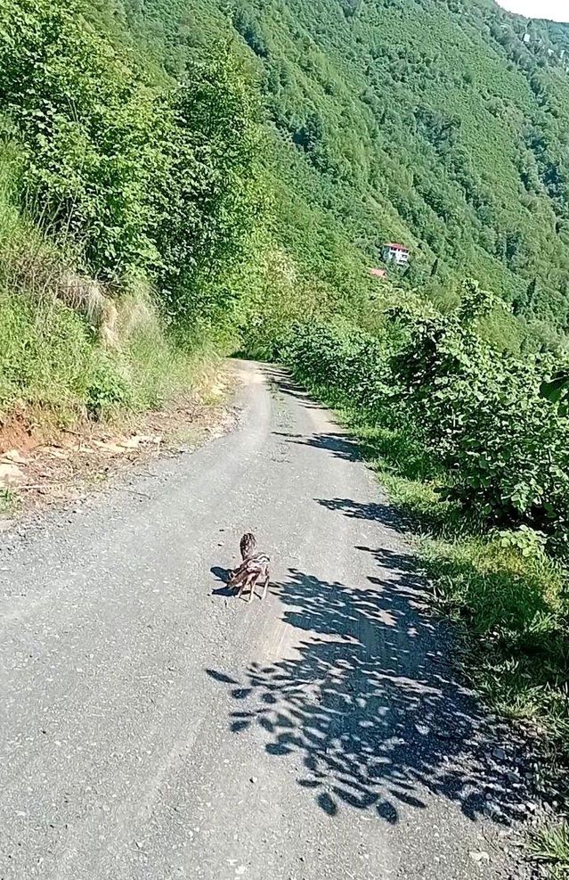 Karaca Yavrusuna Futbolcu İsimleri Verildi