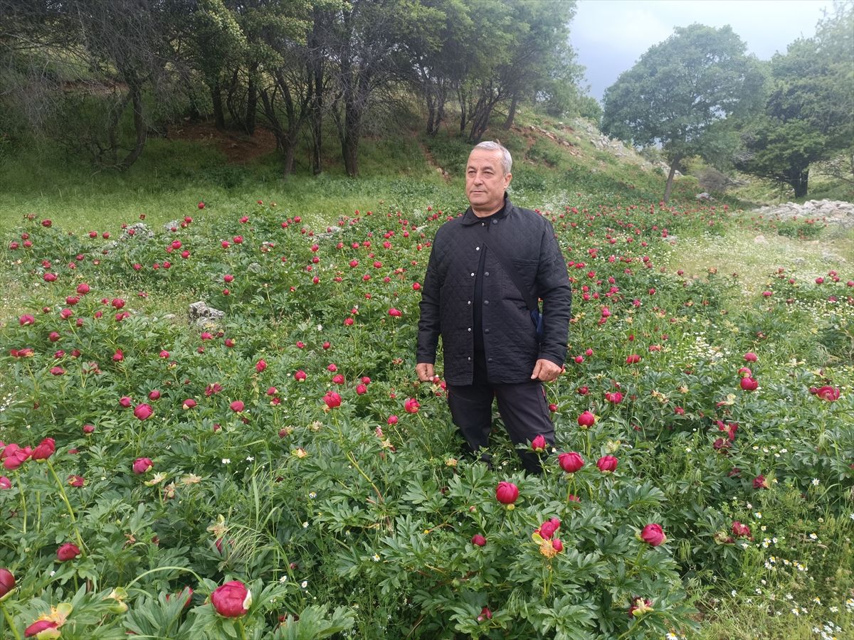 Kızılören\'de Ayı Gülü Çiçek Açtı