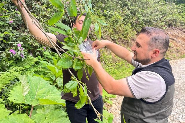 Kestane Ormanları İçin Biyolojik Mücadele