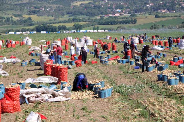 Amasya'da Soğan Hasadı Başladı
