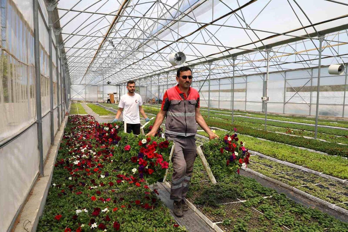 Büyükşehir\'in ürettiği çiçekler Ordu\'yu renklendiriyor