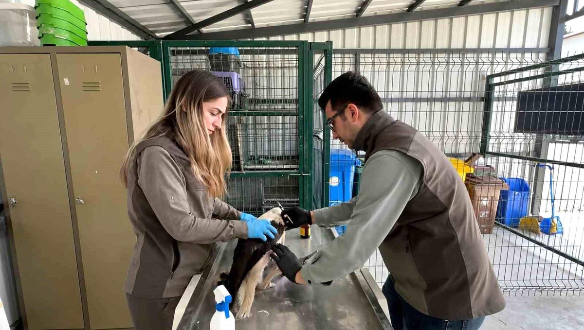 Yaralı Yavru Leylek Doğaya Salındı