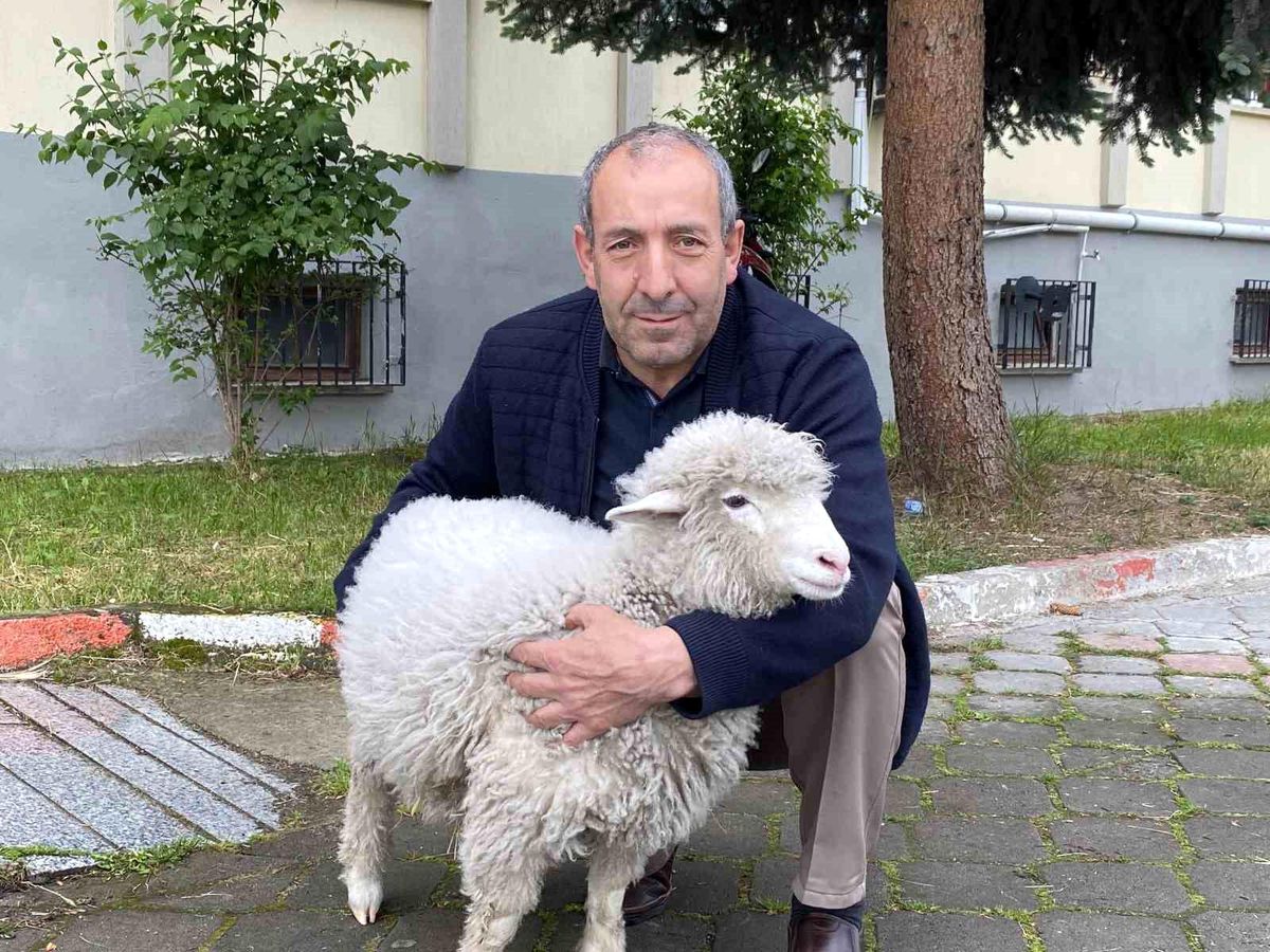 Mecit Uzun\'un Sevimli Kuzu Arkadaşı Tertip