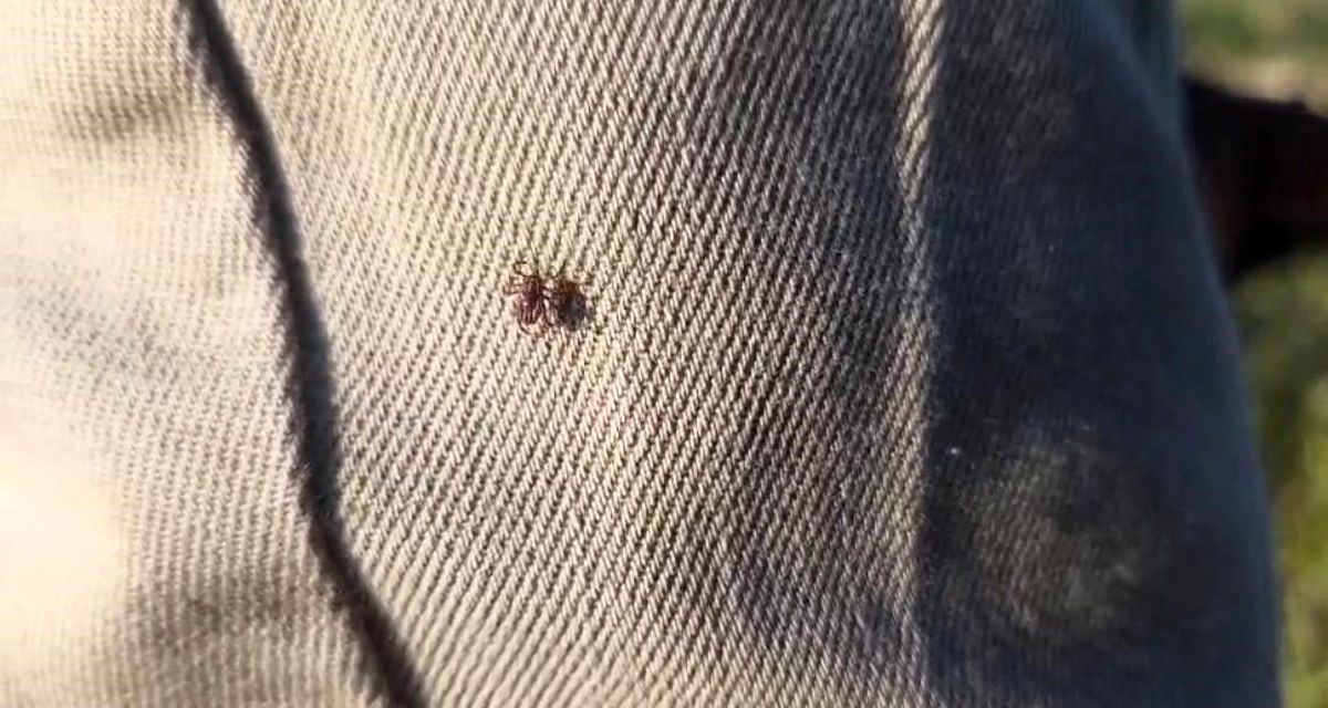 Kenelere karşı besiciler uyarıldı