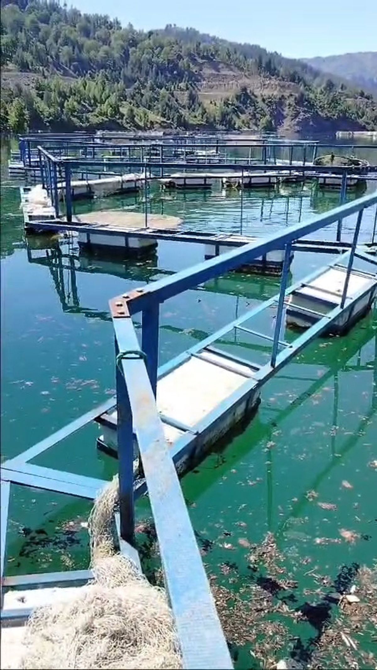 Kuş Yuvası İçin Ağı Suya İndirmedi