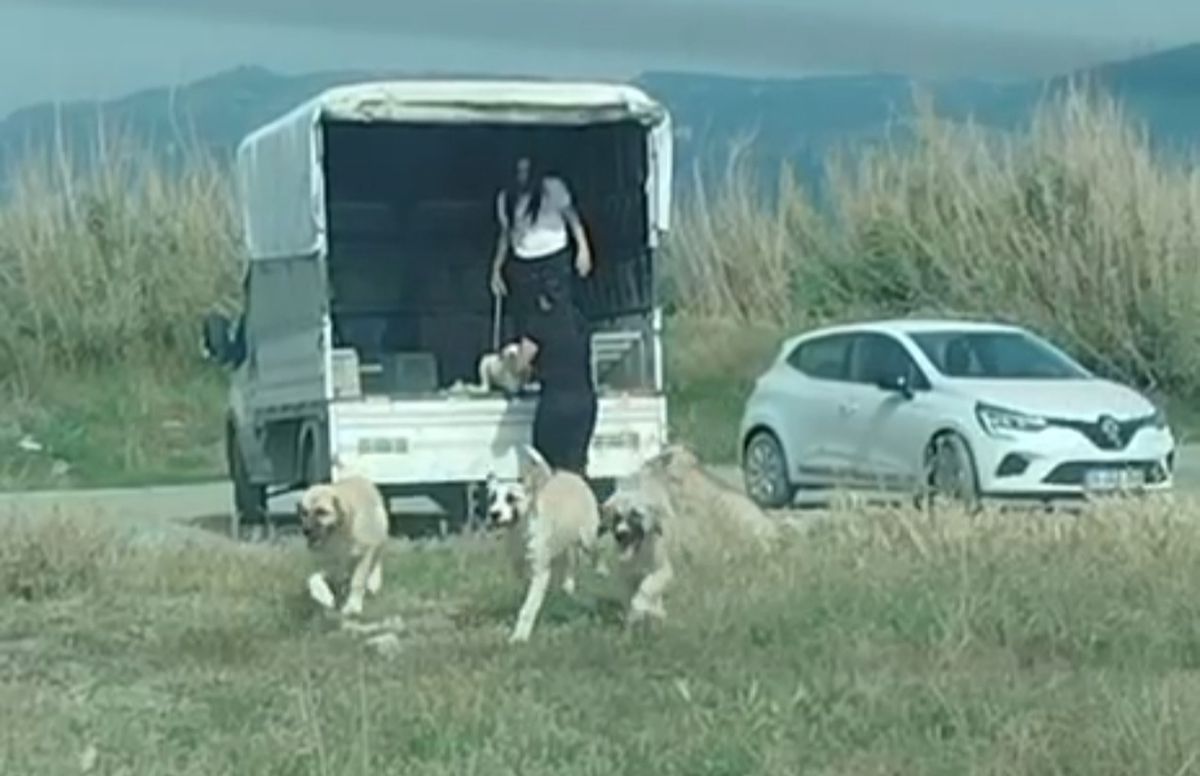 Köpekler Sulak Alana Bırakıldı