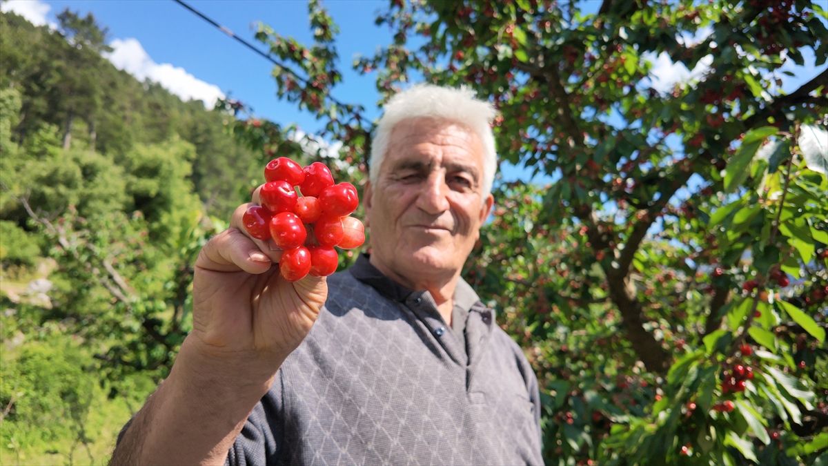 Antalya\'da Erkenci Kiraz Hasadı Başladı