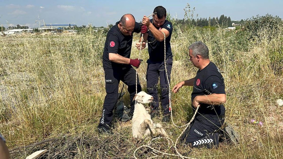 Oğlak Kanalizasyon Çukurundan Kurtarıldı