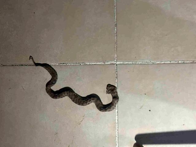 Siirt'te Yılan Paniği