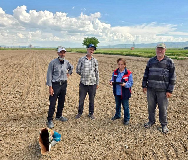 Afyon'da Lahana ve Mısır Üretimi Devam Ediyor