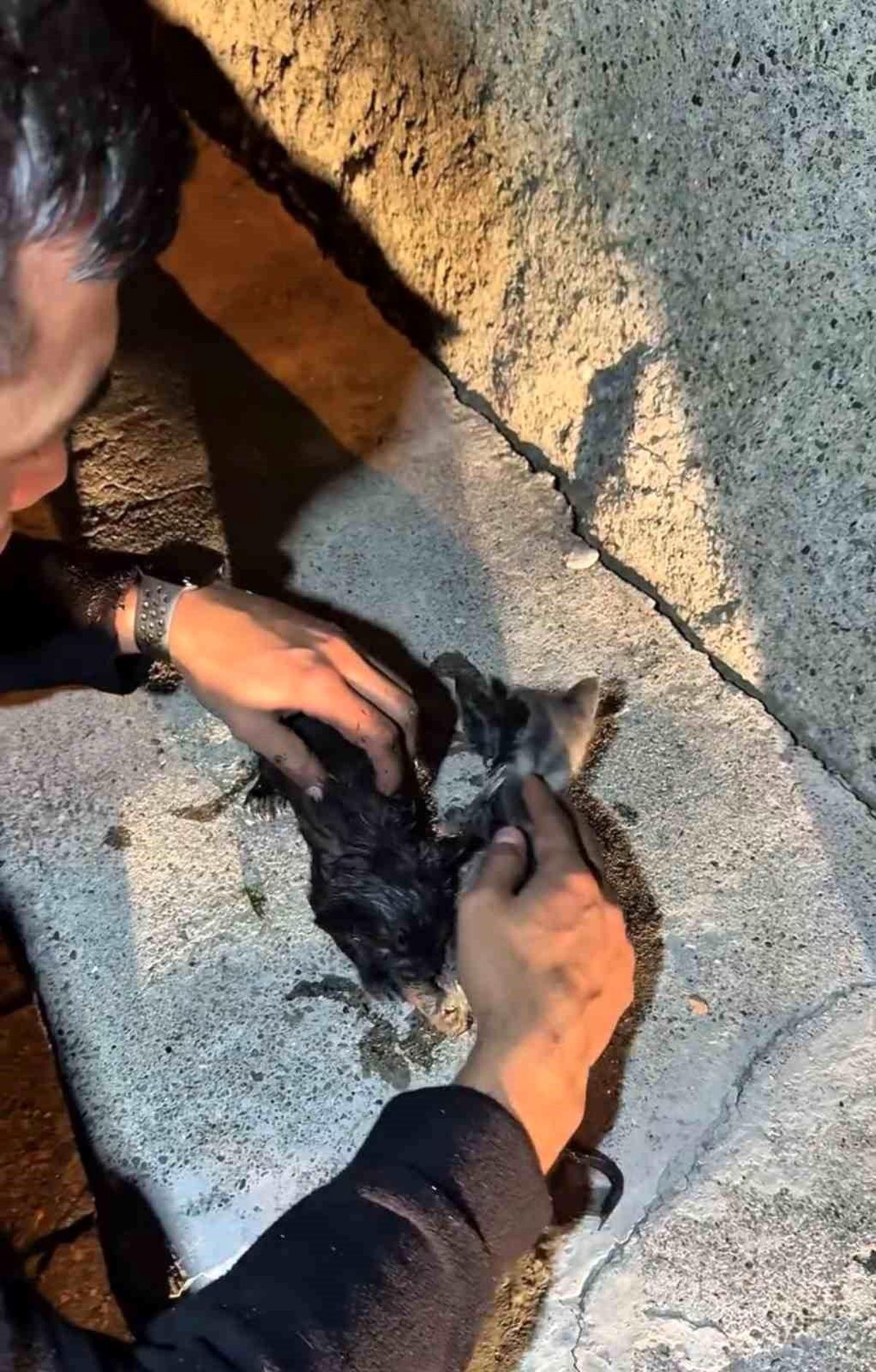 Çankırı\'da Yangında Yavru Kediler Kurtarıldı