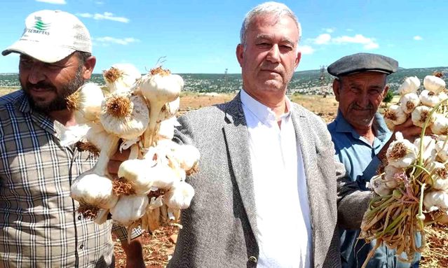 Araban Sarımsağı Hasadı Başladı