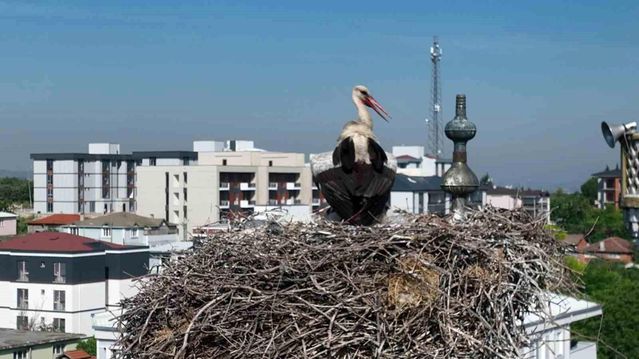 Bursa'da Anne Leylek Fedakarlığı