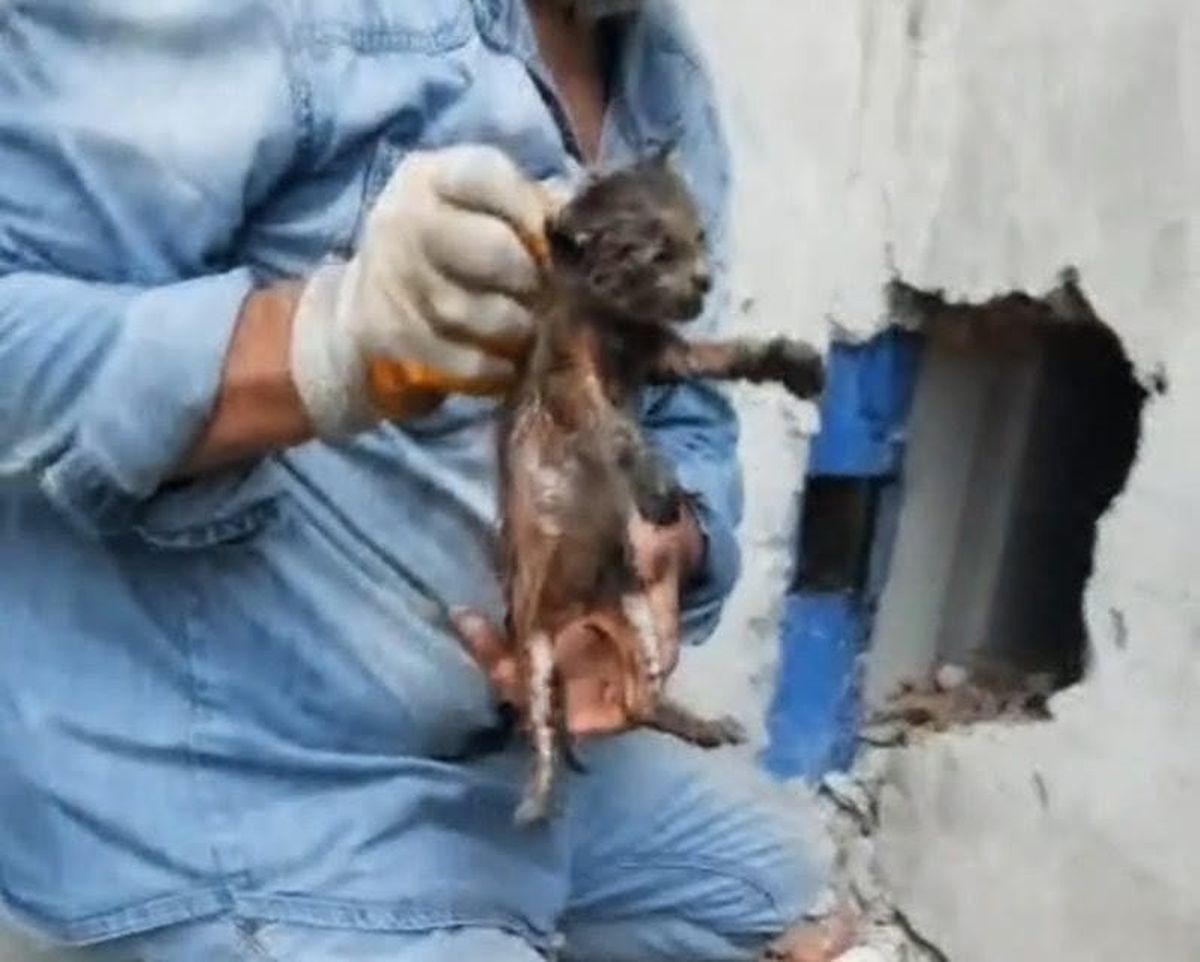 Bacaya Sıkışan Yavru Kedi Kurtarıldı