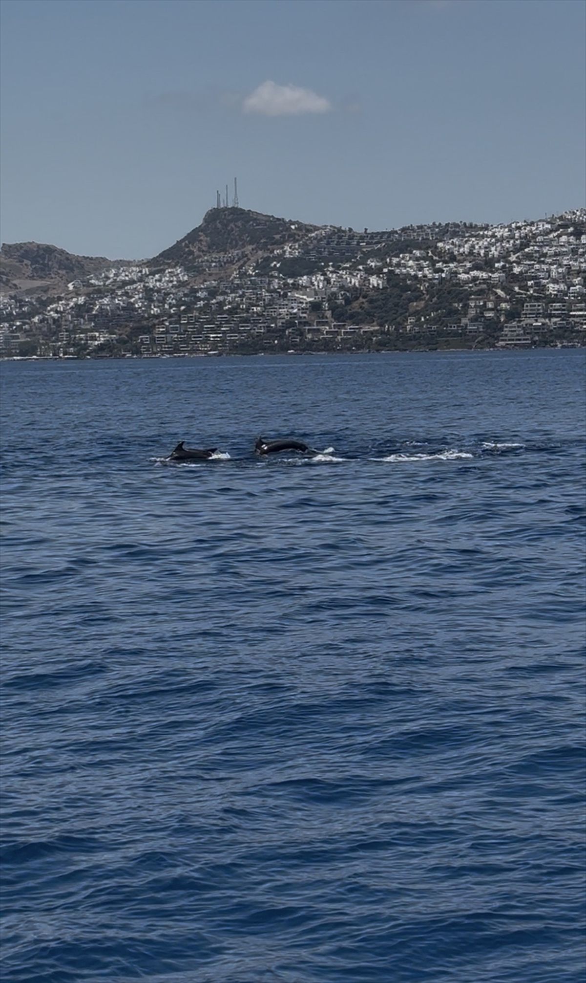 Bodrum Açıklarında Yunus Sürüsü Görüntülendi