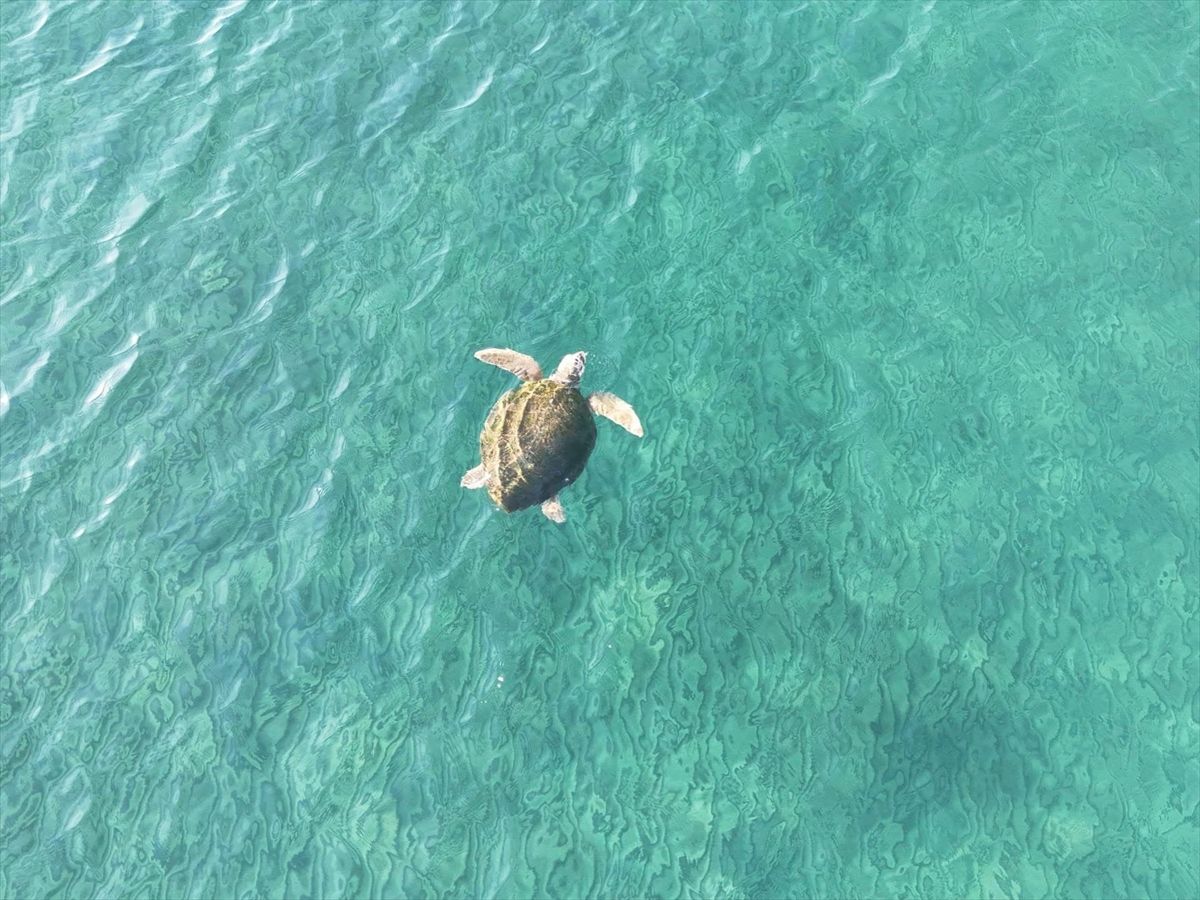 İztuzu\'nda 100 Caretta Yuvası Bulundu