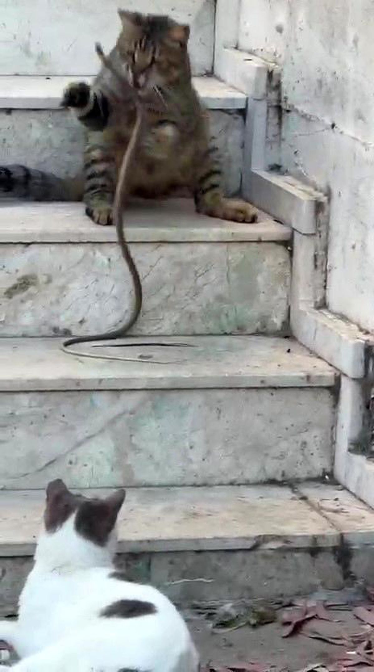 Kedinin Yılanla Oyun Anları