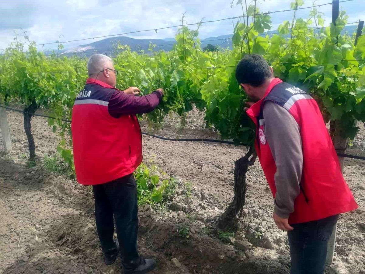 Manisa\'da Tarım Denetimleri Devam Ediyor