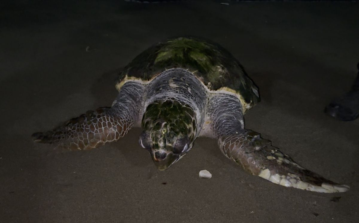 Mersin\'de Ölü Caretta Caretta Bulundu