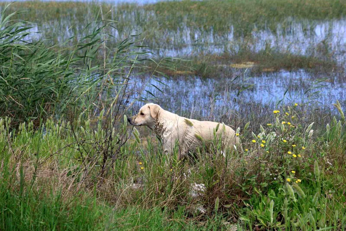Samandağ\'da 5 Yavru Köpeğe Ceza