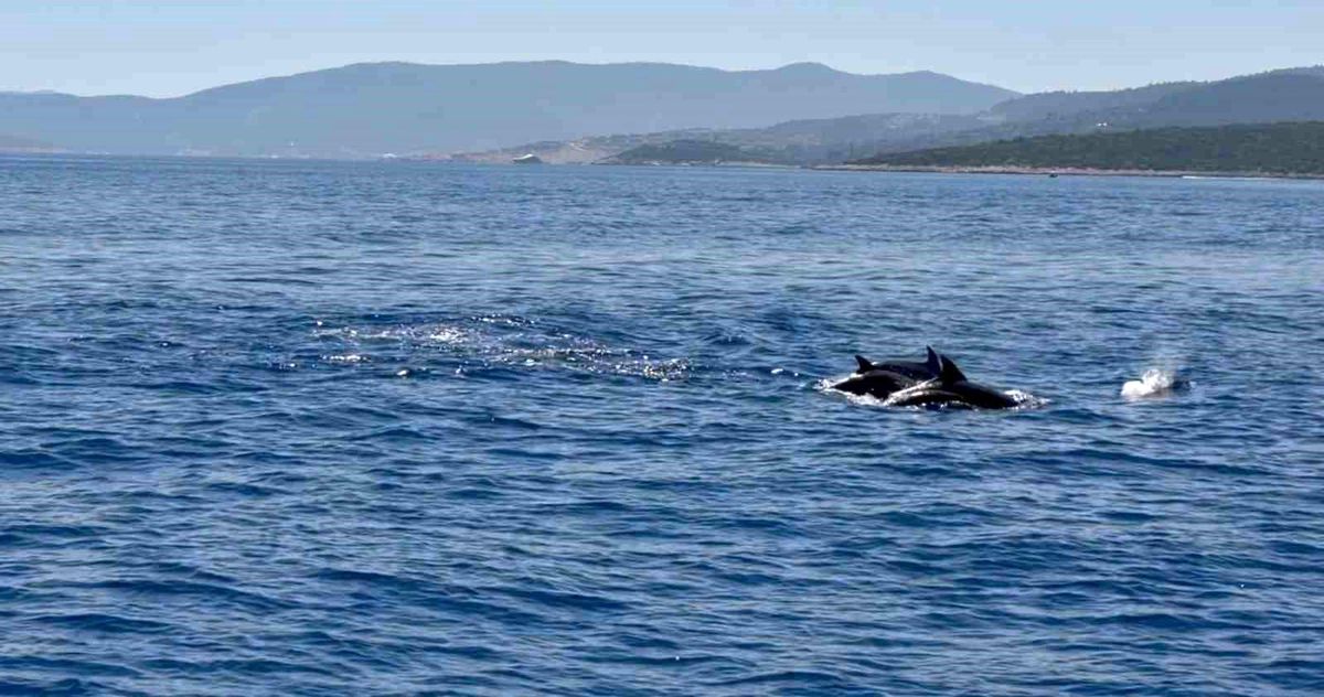Bodrum\'da Yunus Gösterisi